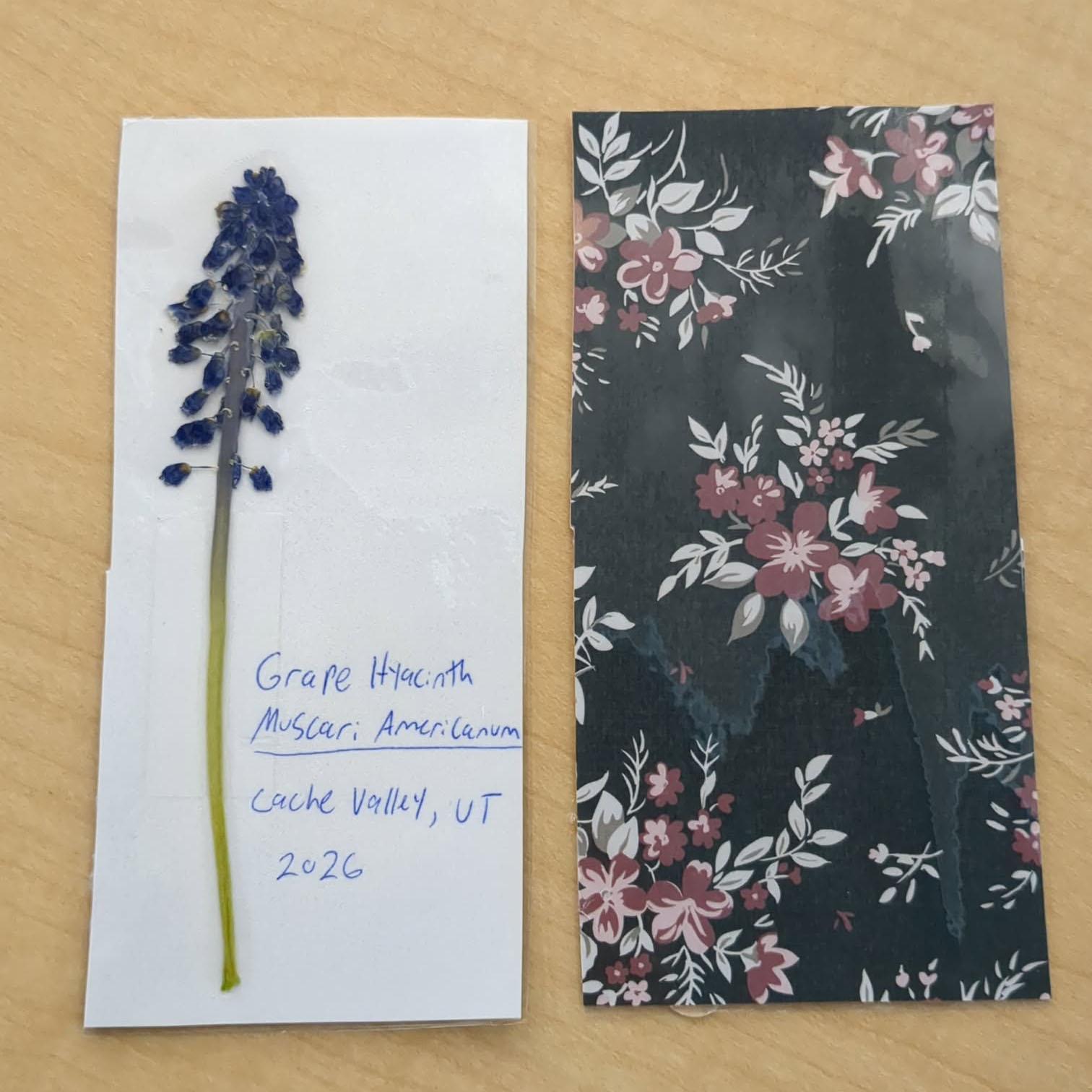 Jacob Hackman: I used the sheet and craft paper provided in the cubby stand to create small cutouts, which I glued pressed flowers to, then laminated everything with the laminator and cut them out to create bookmarks. The picture included shows the front and back of one of the bookmarks.